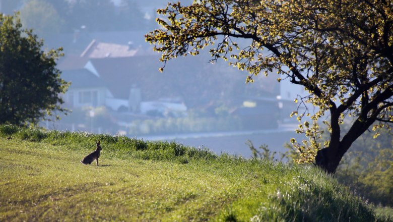 Feldhase, © Weinfranz