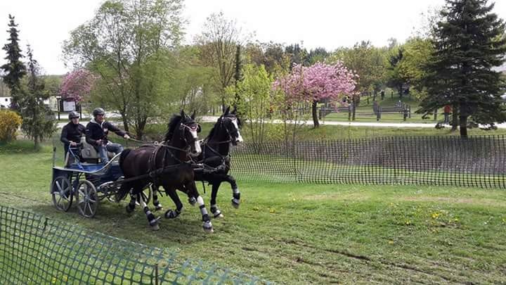 Fahr- und Reitverein Karlstetten, © Gerty Schabas